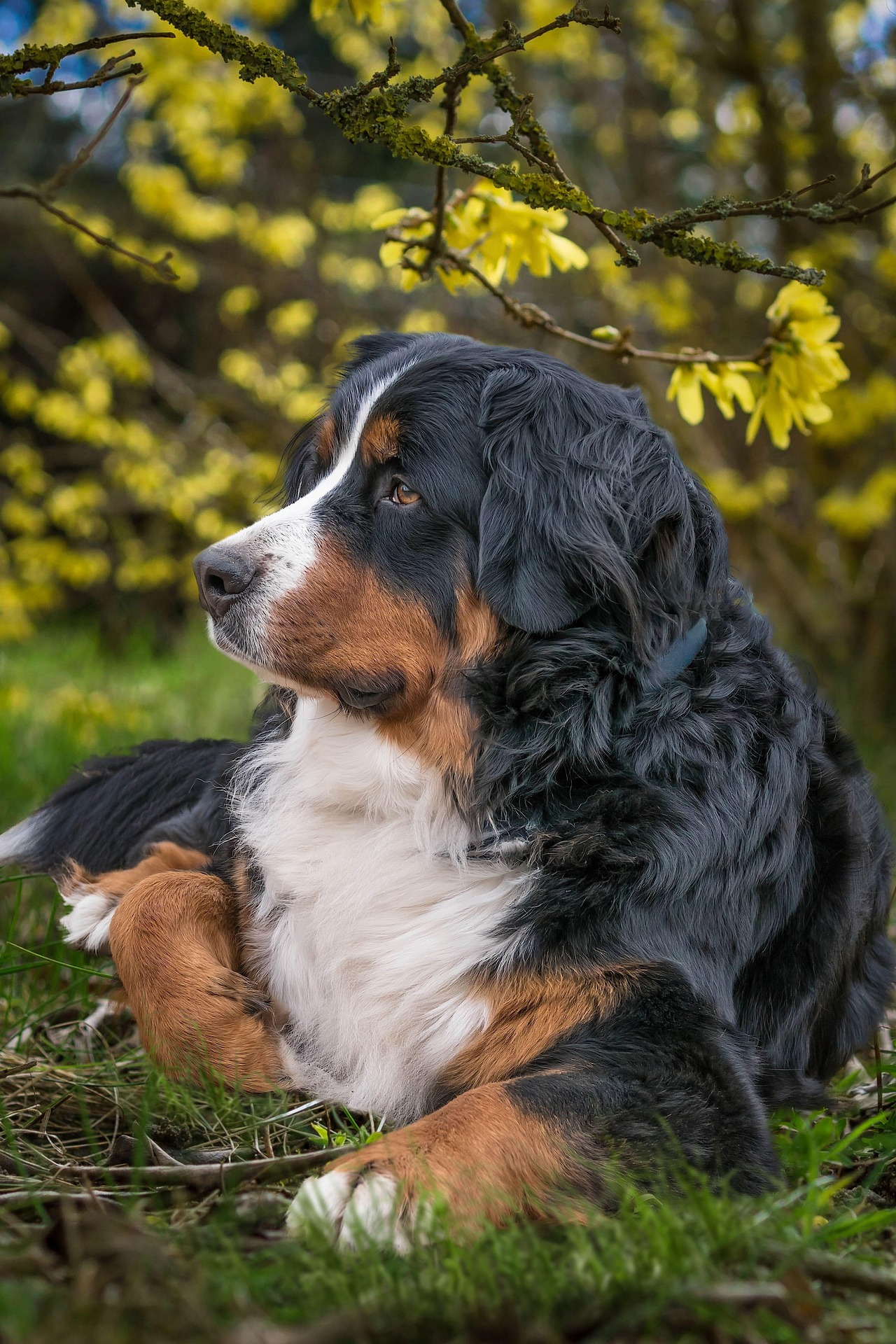 bernese mountain dog 7928162 1920