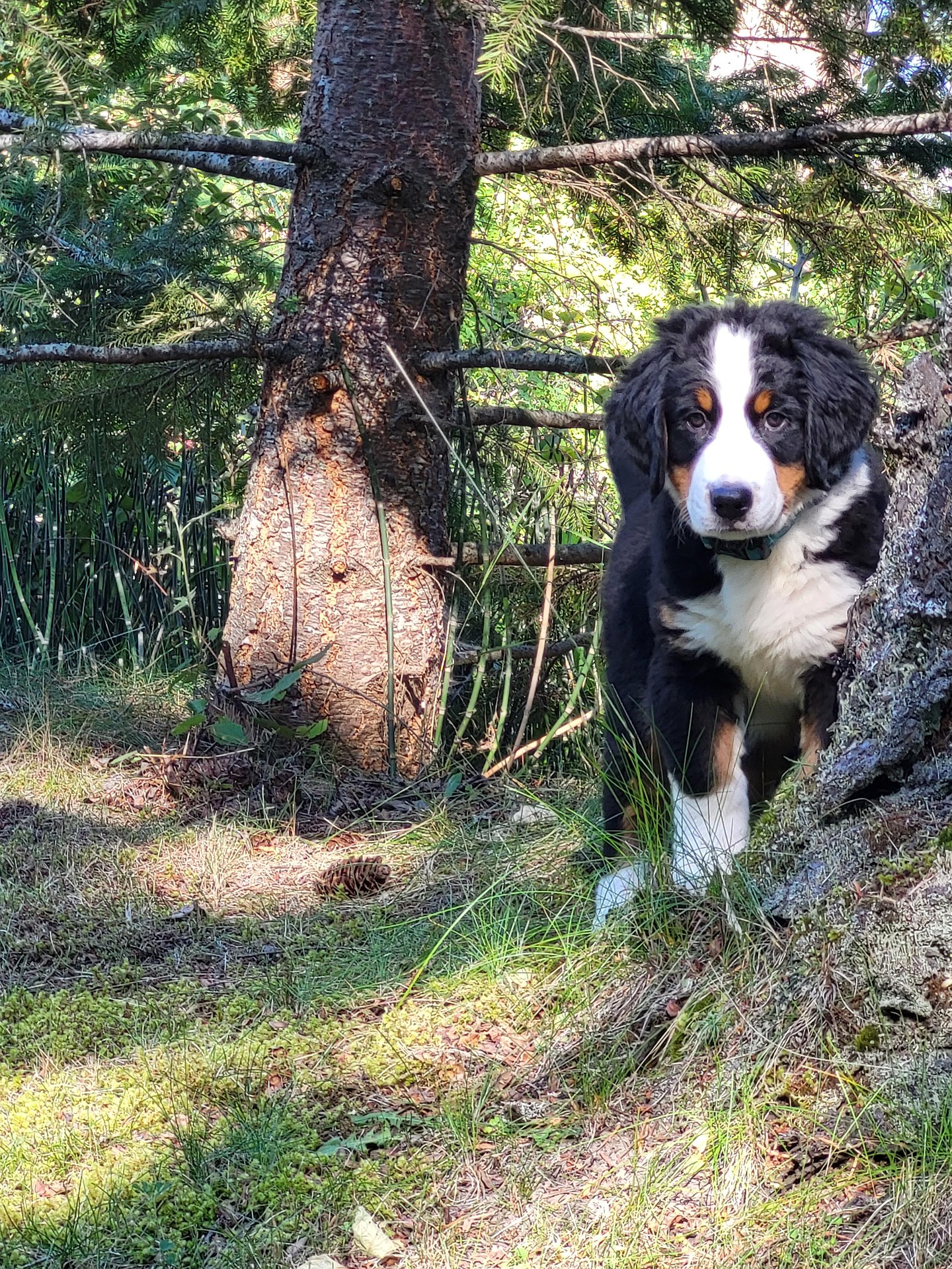 dog 7424117 1920