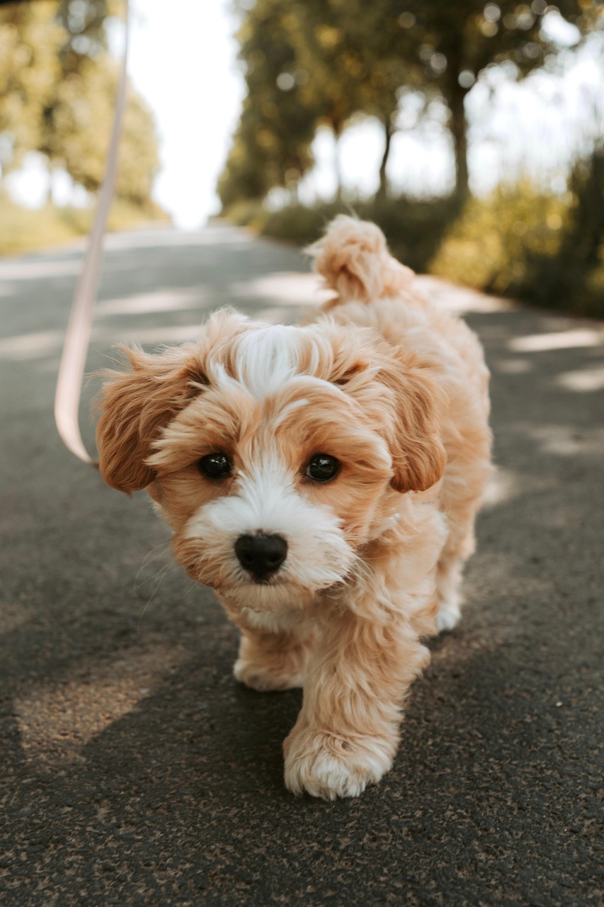 dog 8781844 1280